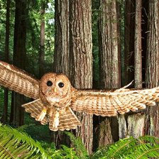 Схема вышивки «Совушка»