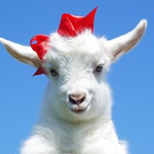 Схема вышивки «Коза»