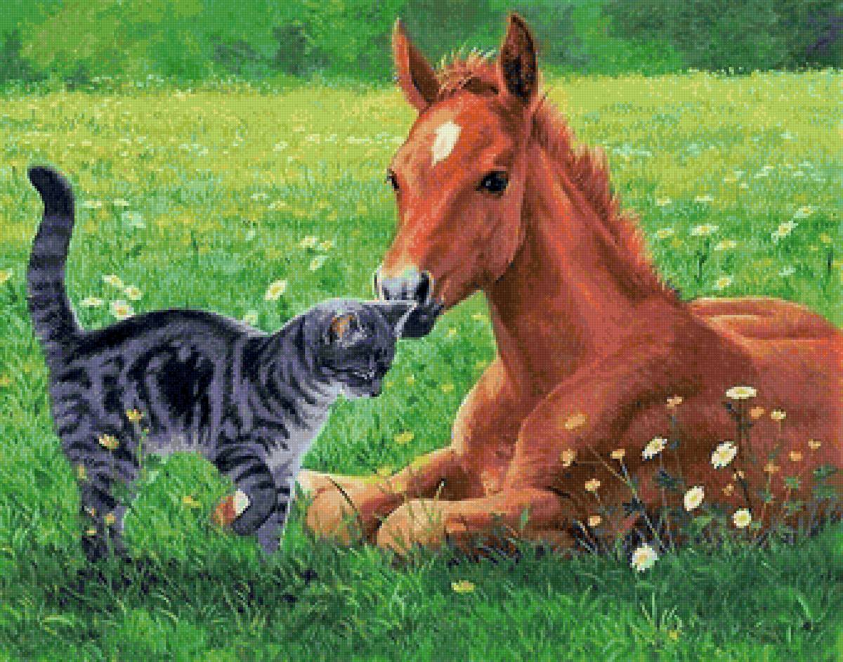 Котик с жеребёнком - кот, животные, природа, жеребенок. - предпросмотр