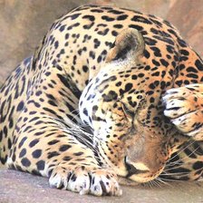 Схема вышивки «леопард»