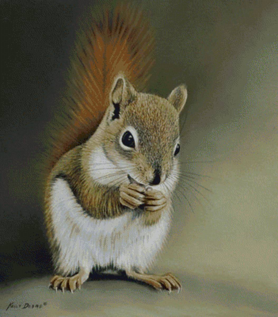 Милашка - белка - предпросмотр