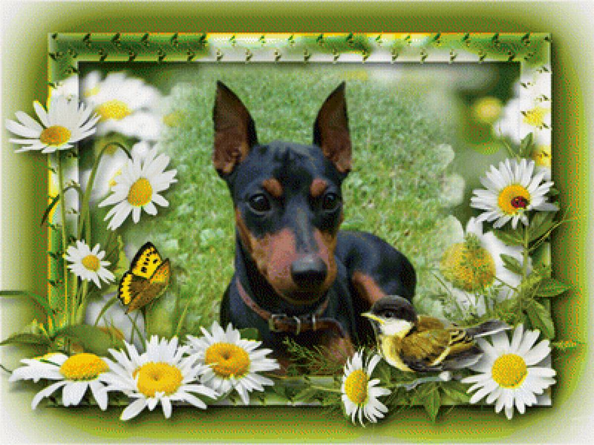 Моя любимица "Моня" - цвергпинчер - предпросмотр