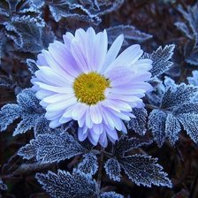 Схема вышивки «цветы»