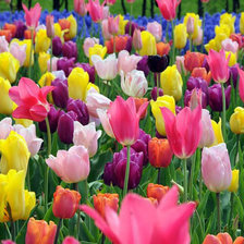 Схема вышивки «цветы»