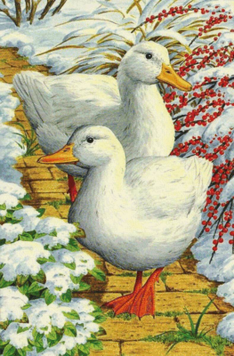 птицы - мир животных - предпросмотр