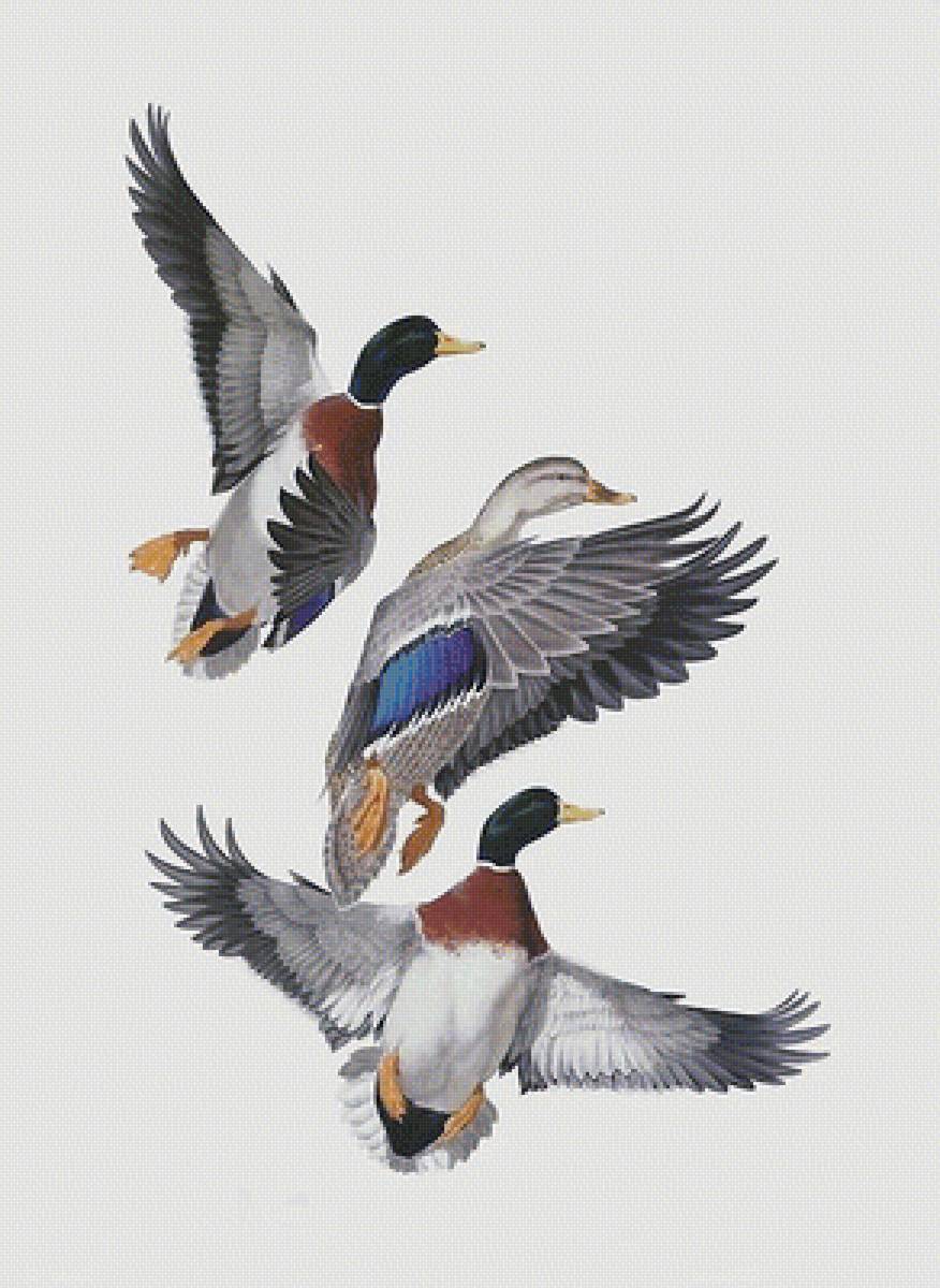 птицы - мир животных - предпросмотр