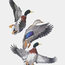 Схема вышивки «птицы»