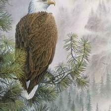 Схема вышивки «Белоголовый орлан»