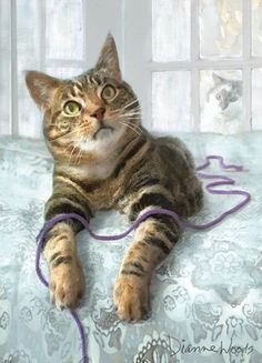 Отдых - кошки - оригинал