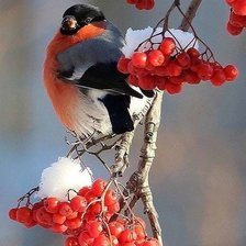 Схема вышивки «снегири»