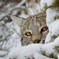 Схема вышивки «животные»