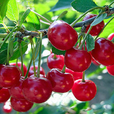 Схема вышивки «ягода»