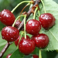 Схема вышивки «ягода»