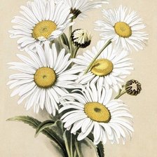 Схема вышивки «цветы»