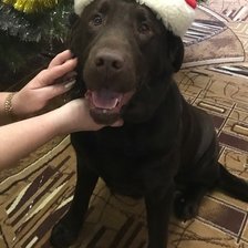 Схема вышивки «лабрадор»