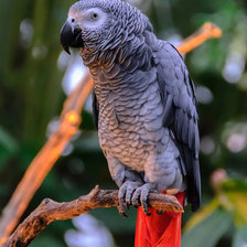 Схема вышивки «Жако»