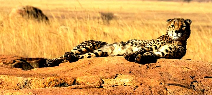 Гепард - оригинал