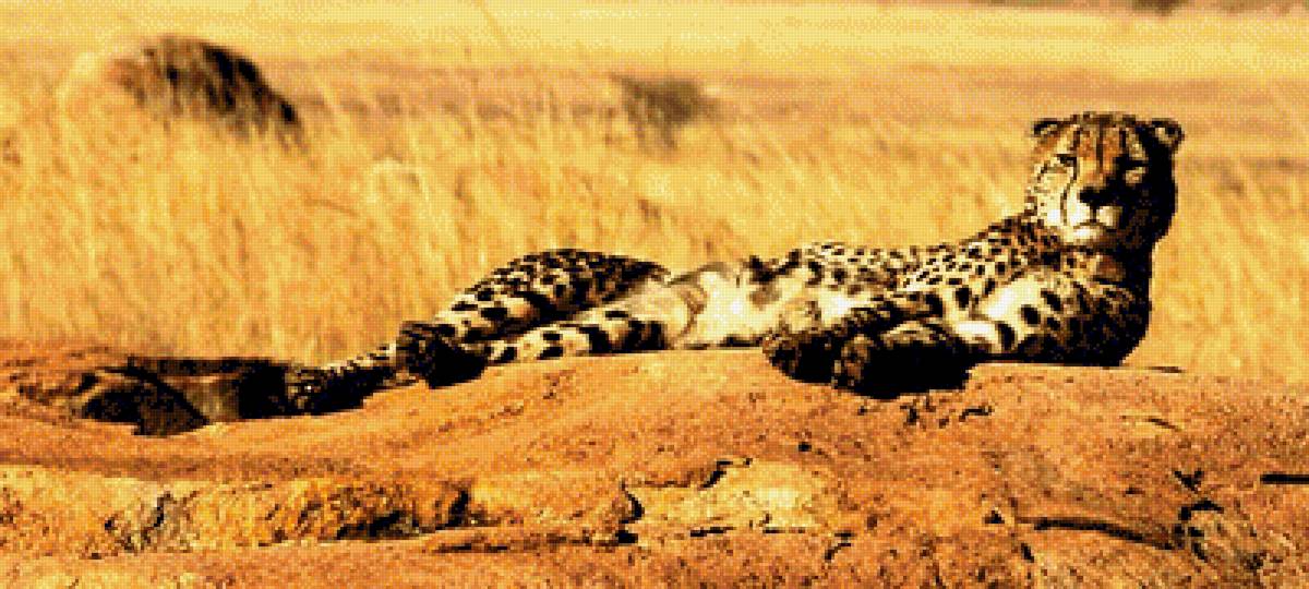 Гепард - предпросмотр