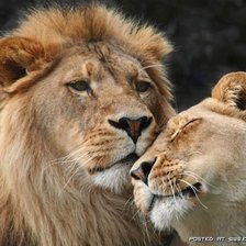 Схема вышивки «Царь + Царица»