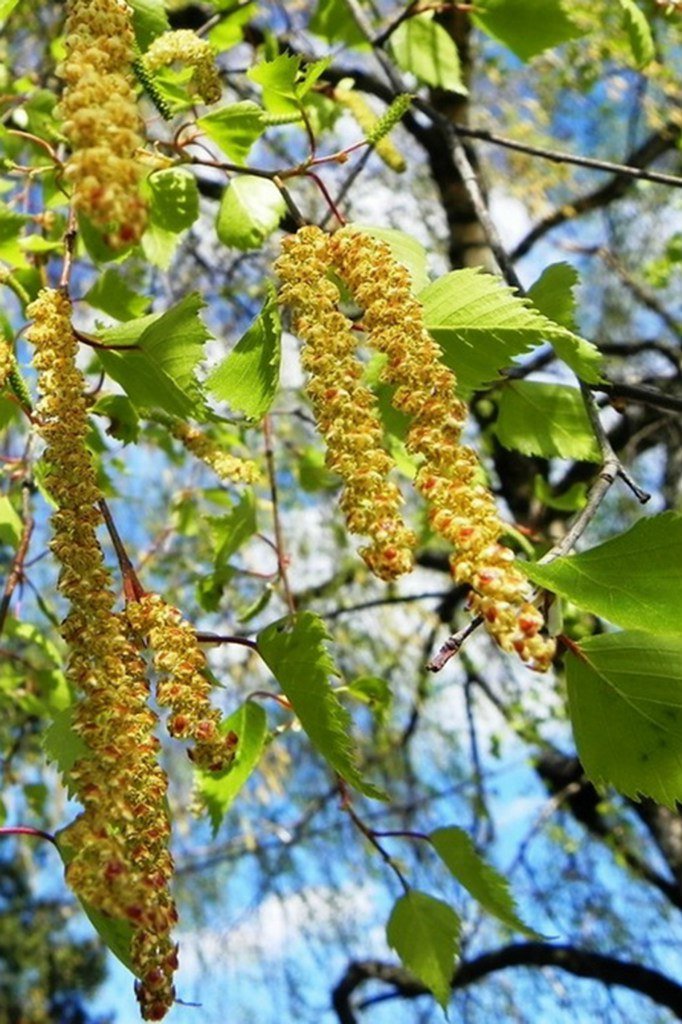 Дерево - деревья, природа - оригинал