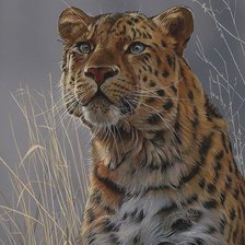 Схема вышивки «ягуар»