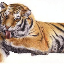 Схема вышивки «тигр»