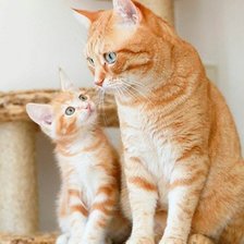 Схема вышивки «464»