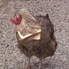 Схема вышивки «Хлебоцыпа»