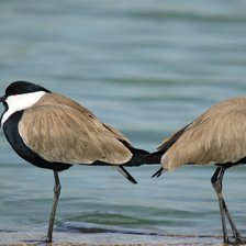 Схема вышивки «Птички»