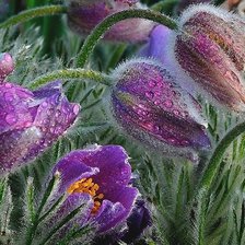 Схема вышивки «№1851805»