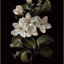 Схема вышивки «Белые цветы»