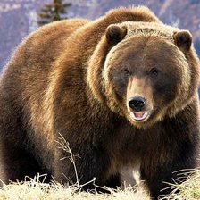 Схема вышивки «Медведь»