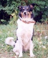 Схема вышивки «Дарик»