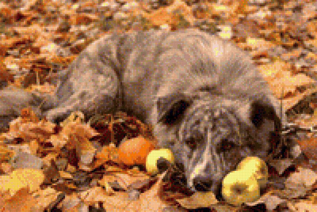 Вальс - животные, собаки - предпросмотр