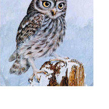 Схема вышивки «Совушка»