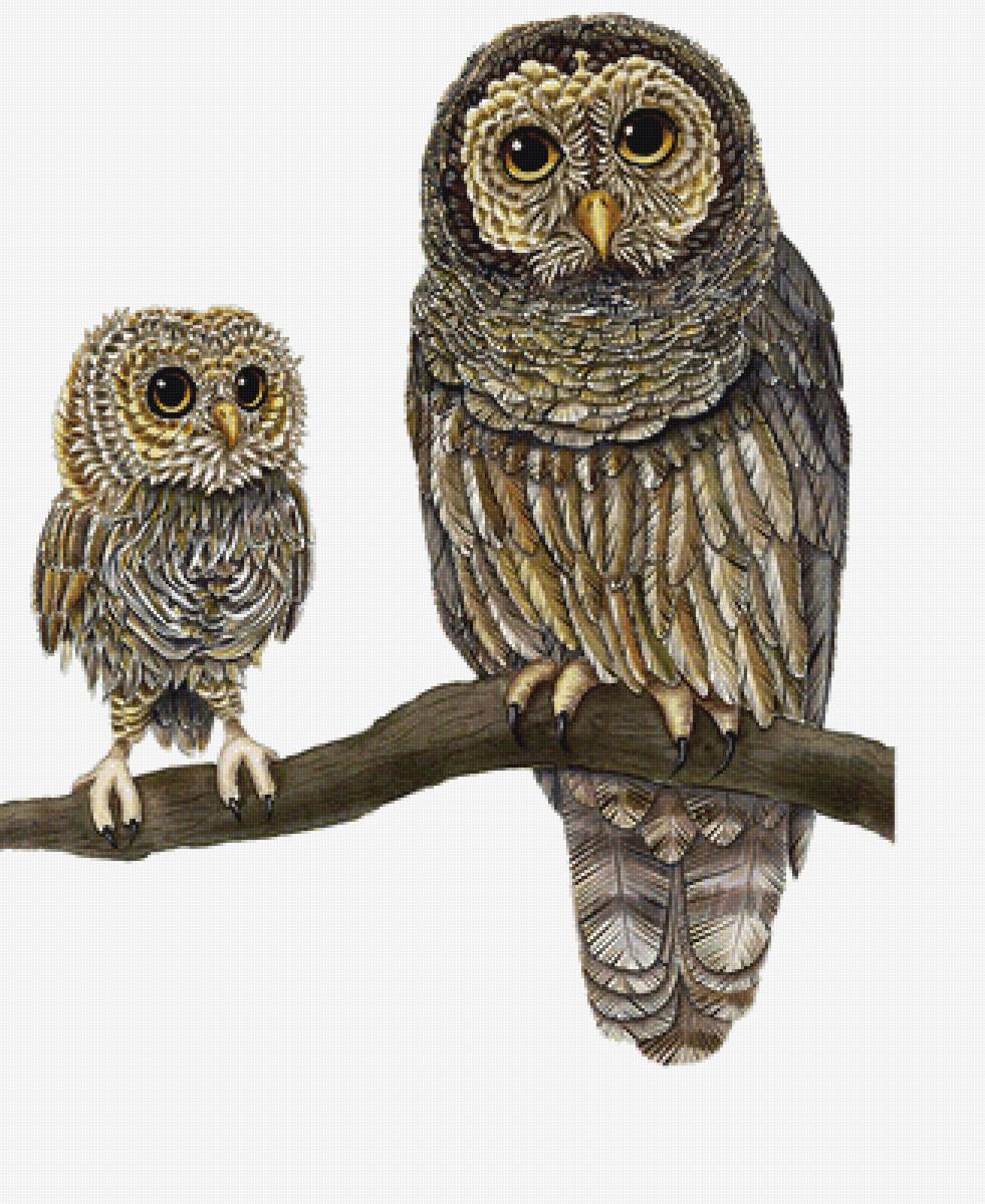 Совушки - совы, птицы - предпросмотр
