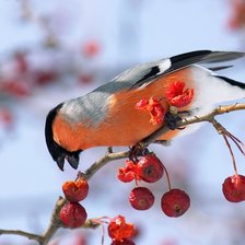 Схема вышивки «снегирь»
