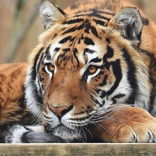 Схема вышивки «№1852665»