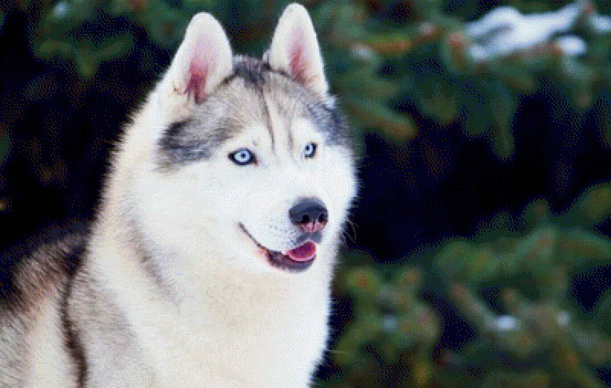 Хаски - зима, собака, хвоя, снег, хаски, природа, животные - предпросмотр