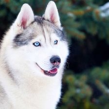 Схема вышивки «Хаски»