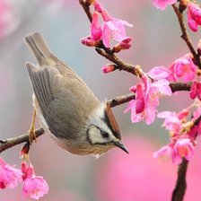 Схема вышивки «Птичка»