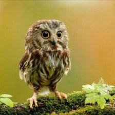 Схема вышивки «Совенок»