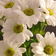 Схема вышивки «Ромашки»