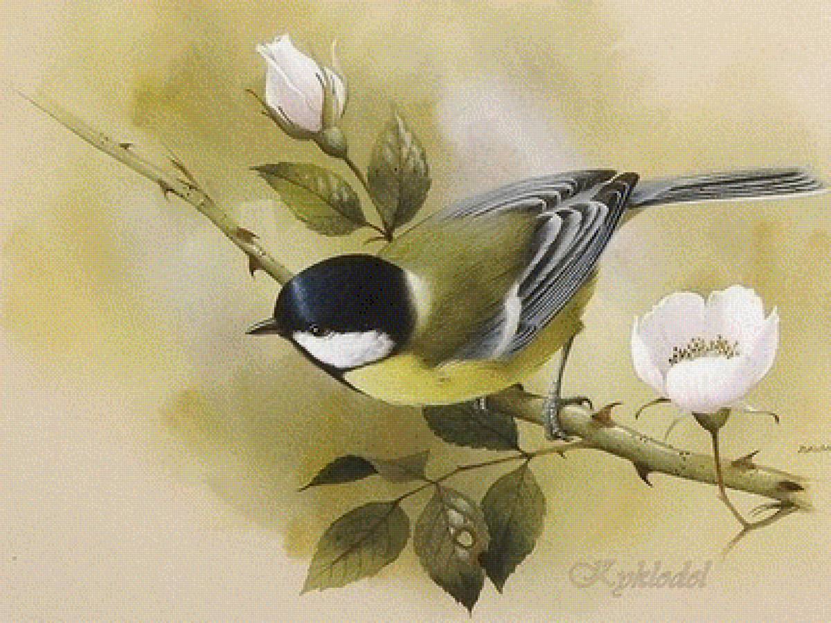 Синичка - птицы - предпросмотр