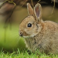 Схема вышивки «Кролик»
