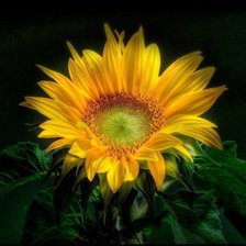 Схема вышивки «მზესუმზირები»