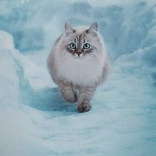 Схема вышивки «котик»