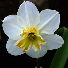 Схема вышивки «Нарцисс»