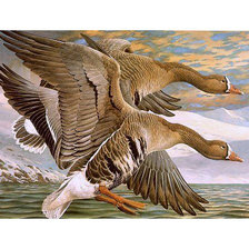 Схема вышивки «Серия "Птицы". Утки»