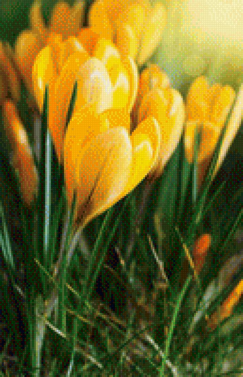 Жёлтые крокусы - предпросмотр